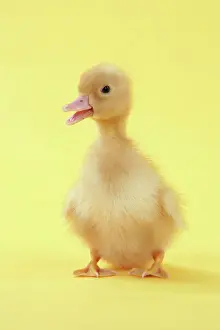 Baby Ducks For Sale Imprime: Duckling