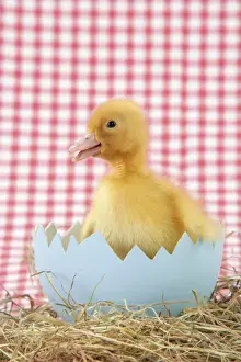 Duckling Photography Imprime: Duckling - in large egg shell