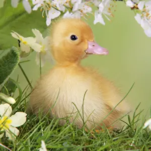 Baby Ducks Imprime: Duckling. in spring set