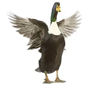 Studio Bird Photography Imprime: Duclair Duck - flapping wings in studio