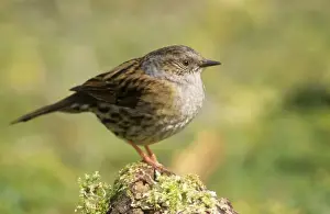 Ardea Wildlife Prints Imprime: Dunnock
