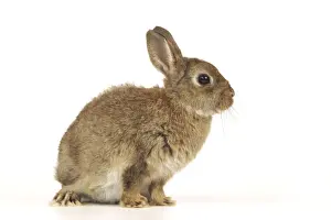Small Pet Photography Imprime: Dwarf Rabbit