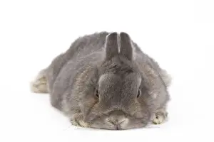 White Background Studio Pets Imprime: Dwarf Rabbit - in studio