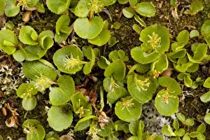 European Trees Imprime: Dwarf Willow
