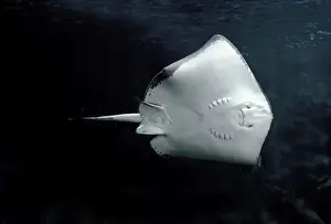 Fish Species Imprime: Eagle Ray - underside