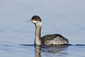 Bird Photography Artwork Imprime: Eared Grebe
