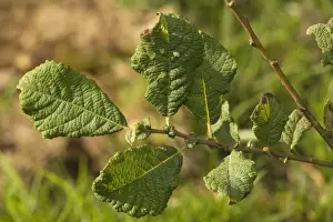 Tree Leaf Photography Imprime: Eared Willow