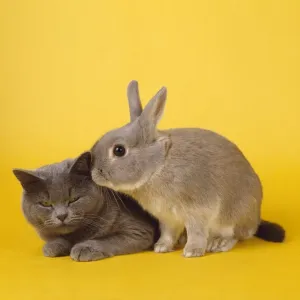 John Daniels Wildlife Photographer Imprime: Cat & Rabbit
