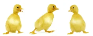Duckling Photography Imprime: Ducklings