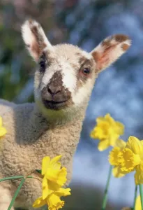 Semana Santa Imprime: Las vacas en narcisos