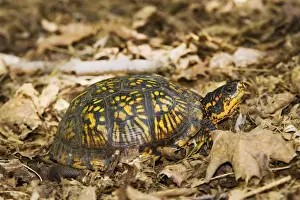 Wildlife Reptiles Imprime: Eastern Box Turtle