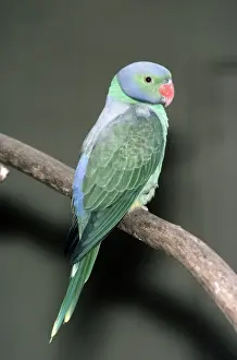 Wildlife Birds Photos Imprime: Emerald Collared