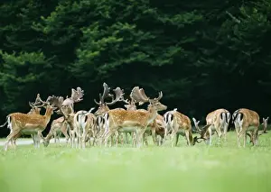 Stefan Meyers Photos Imprime: Fallow Deer