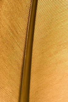 Close Up Bird Feather Imprime: Feather - close up detail