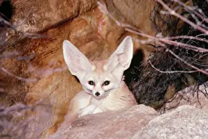 Zorro Fennec Imprime: Lobo de Fénice