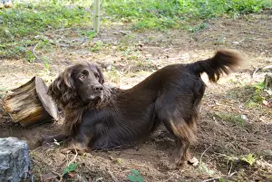 Gundog Dogs Imprime: Field Spaniel