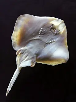 Marine Life Photography Prints Imprime: Fish - ray - underside