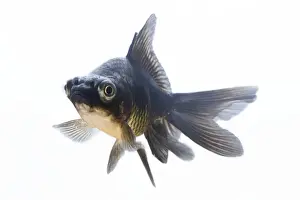 Studio Shot Of A Fish Imprime: Fish - in studio