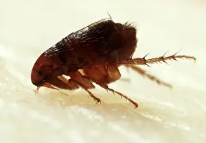 Wildlife Insect Pictures Imprime: Flea Biting