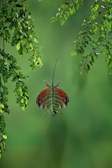 Exotic Animal Photography Imprime: Flying Lizard