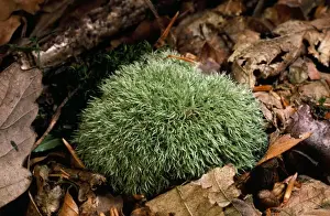 UK Woodland Scenes Imprime: Fork Moss