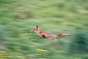 John Daniels Photographer Imprime: Fox - running