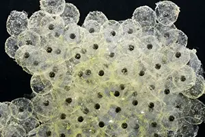 Common Frog Spawn Imprime: Frogspawn – fresh - common frog – 0