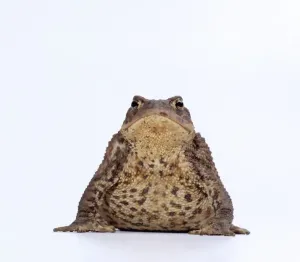 Bufo Bufo Species Imprime: COMMON TOAD - studio