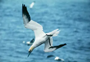 Impresiones de AEB-1610 Gannete del norte en buceo al mar. El gaviota de mora (Morus bassanus) fue anteriormente conocido como Sula bassana y Pelecanus bassanus, Elizabeth Bomford Aves Marinas Imprime: Pez gannete en buceo