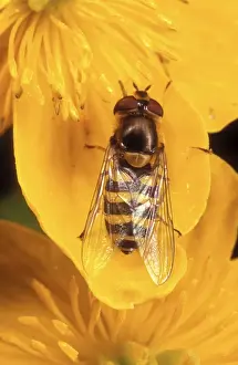 Syrphus Ribesii Imprime: Garden Hoverfly