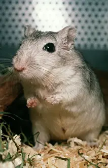 Roedores Imprime: Gerbil