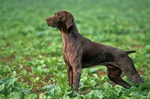 Jean Michel Labat Photography Imprime: German Short-haired Pointer
