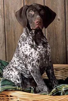 Perro Imprime: Perro de punta corta alemana