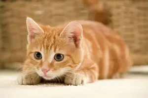 Personal Use Cat Pictures Imprime: Ginger Cat