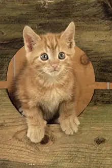Cute Kittens Playing Imprime: Ginger Kitten