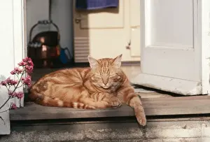 Male Domestic Cat Imprime: Ginger Tom Cat