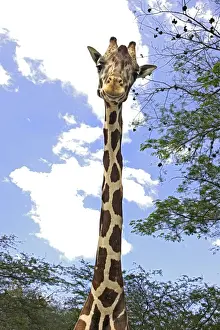Impresiones de WAT-11646 Girafa girafas caméléon polaris de M. Watson Por favor, tenga en cuenta que los impresos se destinan únicamente a fines personales y no pueden ser reproducidos de ninguna manera Giraffidae Imprime: Giraffe