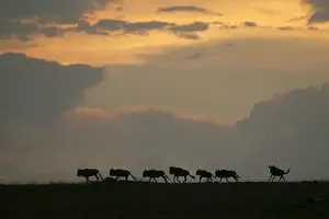 Wild Animal Photography Prints Imprime: Gnu / Wildebeest - herd