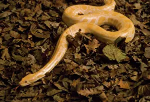 Impresiones de Python de burmeso JD-7261 golden albinismo python molurus bivittatus John Daniels Por favor tenga en cuenta que las impresiones se realizan únicamente para fines personales y no pueden ser Serpiente Imprime: Píton de burmeso dorado - albinismo