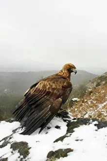 Aguila Dorada
