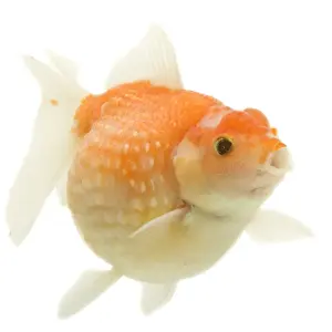 White Background Fish Photos Imprime: Goldfish - in studio