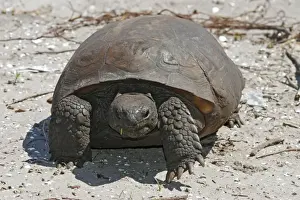 Animal Wall Decorations Imprime: Gopher Tortoise