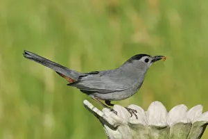 Personal Use Bird Prints Only Imprime: Gray Catbird