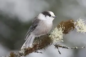 Personal Use Bird Prints Only Imprime: Gray Jay