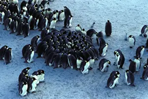 Emperor Penguin Chicks Imprime: GRB02245