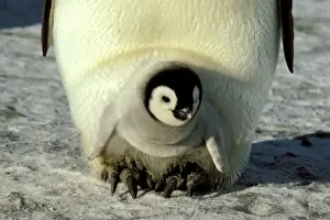 Emperor Penguins In Antarctica Imprime: GRB02306