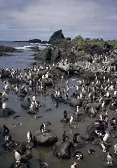 Penguin Colony Images Imprime: GRB03075