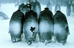Penguin Parenting Behavior Imprime: GRB0975d