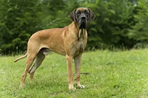 Great Dane Breed Imprime: Great Dane