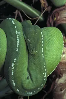 Australian Reptiles Imprime: Green Python - Coiled